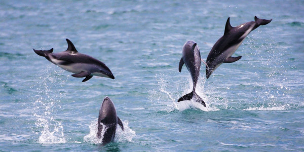 dolphins in kaikoura 1500x750